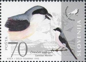 Colnect-683-971-Fauna-of-Slovenia---Lesser-grey-shrike.jpg