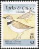 Colnect-1764-396-Wilson--s-Plover-Charadrius-wilsonia-nbsp-.jpg