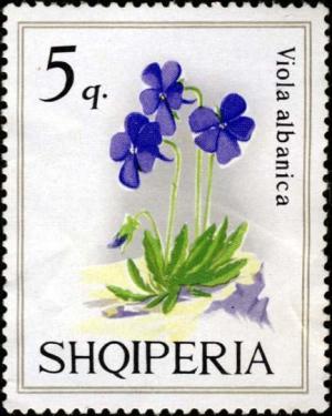 Colnect-1409-225-Albanian-Violet-Viola-magellensis.jpg