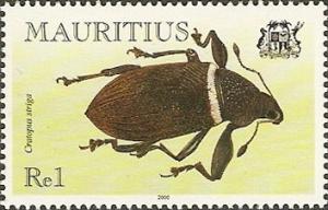 Colnect-1667-532-Weevil-Cratopus-striga.jpg