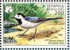 Colnect-1058-240-White-Wagtail-Motacilla-alba.jpg