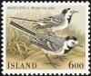 Colnect-3708-186-White-Wagtail-Motacilla-alba.jpg