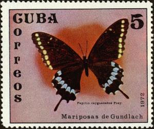 Colnect-4828-607-Poey-s-Black-Swallowtail-Papilio-caiguanabus.jpg