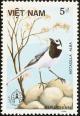 Colnect-5174-520-White-Wagtail-Motacilla-alba.jpg