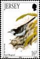 Colnect-6110-255-White-Wagtail-Motacilla-alba.jpg