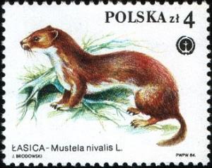 Colnect-1960-345-Least-Weasel-Mustela-nivalis.jpg