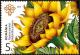 Colnect-5883-890-Sunflower-Helianthus-annuus.jpg