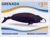 Colnect-3014-874-Bowhead-Whale-Balaena-mysticetus.jpg