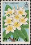 Colnect-3745-285-White-Frangipani.jpg