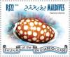 Colnect-4291-026-Sieve-Tan-and-White-Cowry-Cypraea-cribraria.jpg