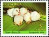 Colnect-4841-891-Honduran-White-Bat-Ectophylla-alba.jpg