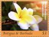 Colnect-6436-321-White-frangipani.jpg