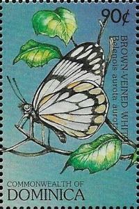 Colnect-6005-979-Brown-veined-White-Belenois-aurota-aurota.jpg