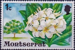 Colnect-3904-693-White-Frangipani.jpg