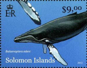 Colnect-5168-879-Bryde-s-Whale-Balaenoptera-edeni.jpg