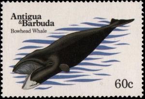 Colnect-5182-341-Bowhead-Whale-Balaena-mysticetus.jpg