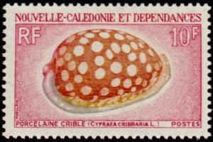 Colnect-853-861-Sieve-Tan-and-White-Cowry-Cypraea-cribraria.jpg