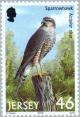 Colnect-127-933-Sparrowhawk-Accipiter-nisus.jpg