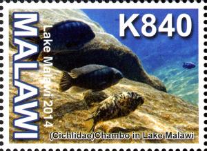 Colnect-2206-241-Lake-Malawi-Cichlids-Aulonocara-sp.jpg