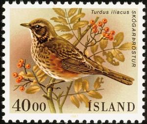 Colnect-3708-199-Redwing-Turdus-iliacus.jpg