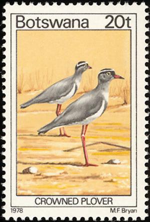 Colnect-597-726-Crowned-Lapwing-Stephanibyx-coronatus.jpg