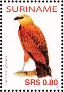 Colnect-3837-072-Black-collared-Hawk%C2%A0%C2%A0%C2%A0%C2%A0Busarellus-nigricollis.jpg