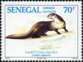 Colnect-2189-089-African-Clawless-Otter-Aonyx-capensis.jpg