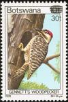 Colnect-2376-881-Bennett-rsquo-s-Woodpecker-Campethera-bennettii.jpg