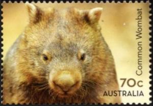 Colnect-6309-936-Common-Wombat-Vombatus-ursinus.jpg