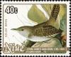 Colnect-4053-224-House-Wren-Troglodytes-aedon.jpg