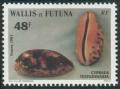 Colnect-897-482-Tortoise-Cowrie-Cypraea-testudinaria.jpg