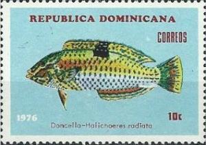 Colnect-3111-227-Puddingwife-Wrasse-Halichoeres-radiatus.jpg