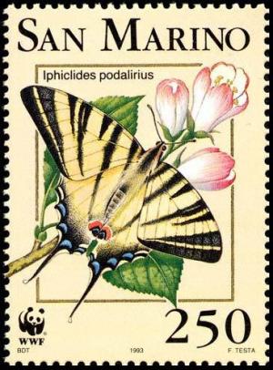 Colnect-481-550-Scarce-Swallowtail-Iphiclides-podalirius.jpg