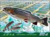 Colnect-6941-468-Rainbow-Trout-Salmo-irideus.jpg