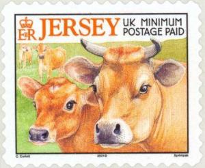 Colnect-127-905-Jersey-Cow-Bos-primigenius-taurus.jpg