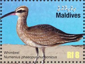 Colnect-1631-457-Hudsonian-Curlew-Numenius-phaeopus-hudsonicus.jpg