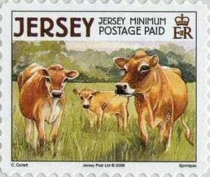 Colnect-1755-831-Jersey-Cow-Bos-primigenius-taurus.jpg