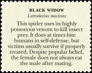 Colnect-6146-286-Black-Widow-Latrodectus-mactans-back.jpg