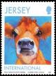 Colnect-1725-523-Jersey-Cow-Bos-primigenius-taurus.jpg