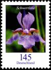 Colnect-5199-124-Iris-xiphium---Sword-Lily.jpg