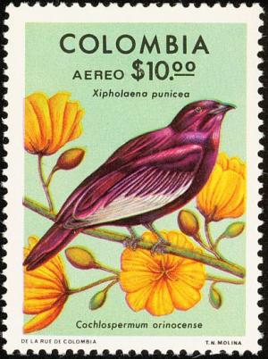 Colnect-2504-979-Pompadour-Cotinga-Xipholena-punicea-Silk-Cottontree-.jpg