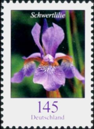 Colnect-4294-701-Iris-xiphium---Sword-Lily.jpg