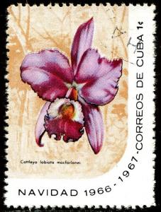 Colnect-1487-822-Cattleya-labiata-macfarlanei.jpg