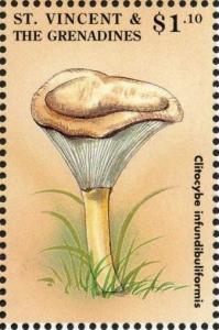 Colnect-1764-310-Clitocybe-infundibuliformis.jpg