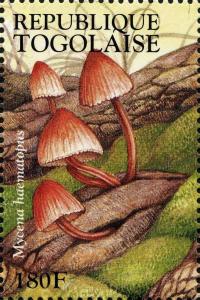 Colnect-3237-866-Mycena-haematopus.jpg