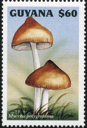 Colnect-3107-482-Mycena-polygramma.jpg