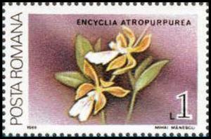 Colnect-3197-923-Encyclia-atropurpurea.jpg