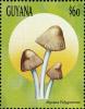 Colnect-3122-309-Mycena-polygramma.jpg