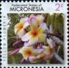 Colnect-5782-138-Yellow-plumeria.jpg