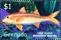 Colnect-4611-734-Yellow-goatfish.jpg